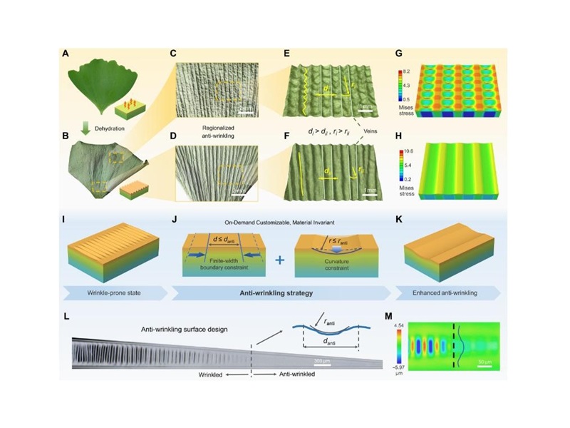 上海交大張文明教授、胡開明副教授團隊在人工非活性體系智能表面力學失穩調控方法研究方面取得突破